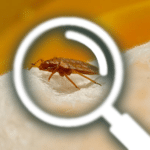 bedbug check