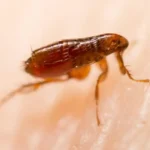 will steam cleaning kill fleas