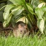dead rat smell