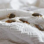 Carpet Beetles vs Bed Bugs