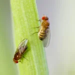 How to get rid of Fruit Flies