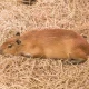 Rat Nests