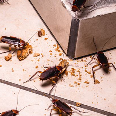 cockroach-ccs-pest-control2