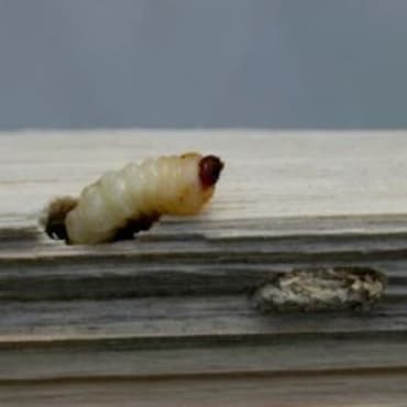 woodworm control