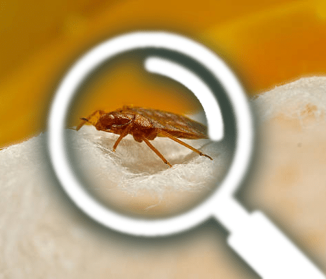 How to Identify Bedbugs in your Bedroom and How to Get Rid of Them?