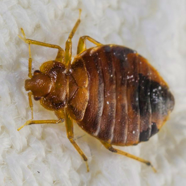 bedbugs treatment