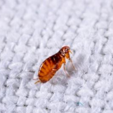 Will steaming kill fleas?