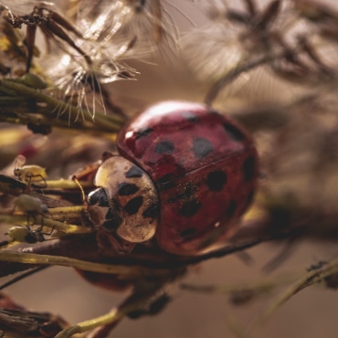 ladybird1