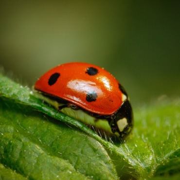 ladybird