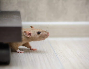 How to control mice in a house