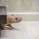 How to control mice in a house