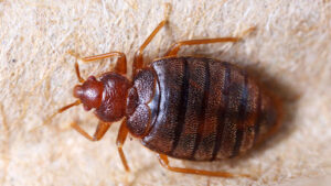 Can Rubbing Alcohol Kill Bed Bugs