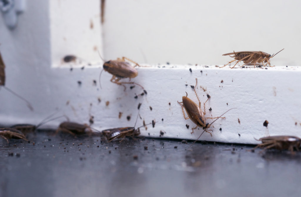 How To Prevent Cockroaches & Get Rid of Them