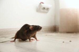 rat pest control london