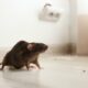 rat pest control london