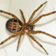 spider pest control London