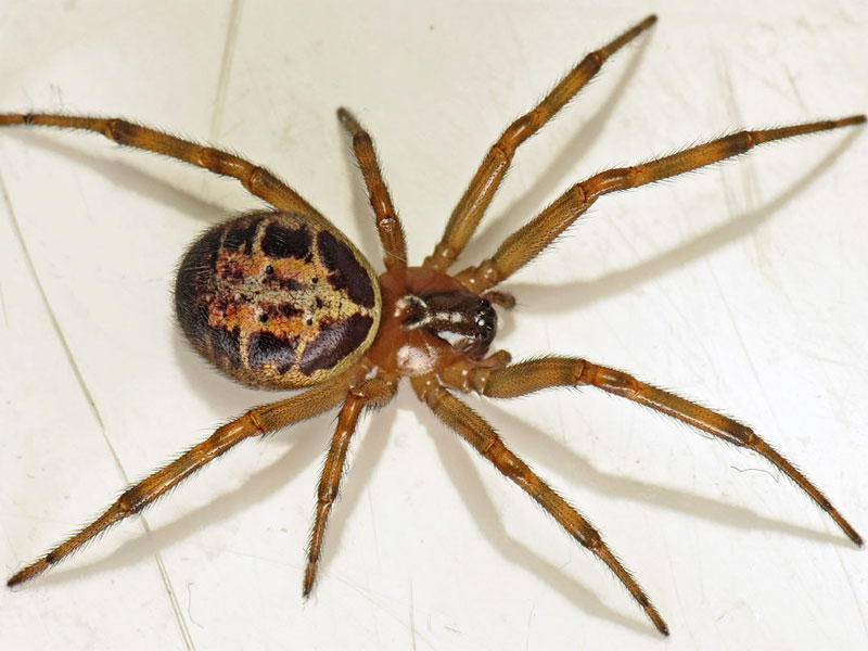 15 Benefits of Using a Professional spider pest control London