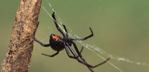 spider pest control London