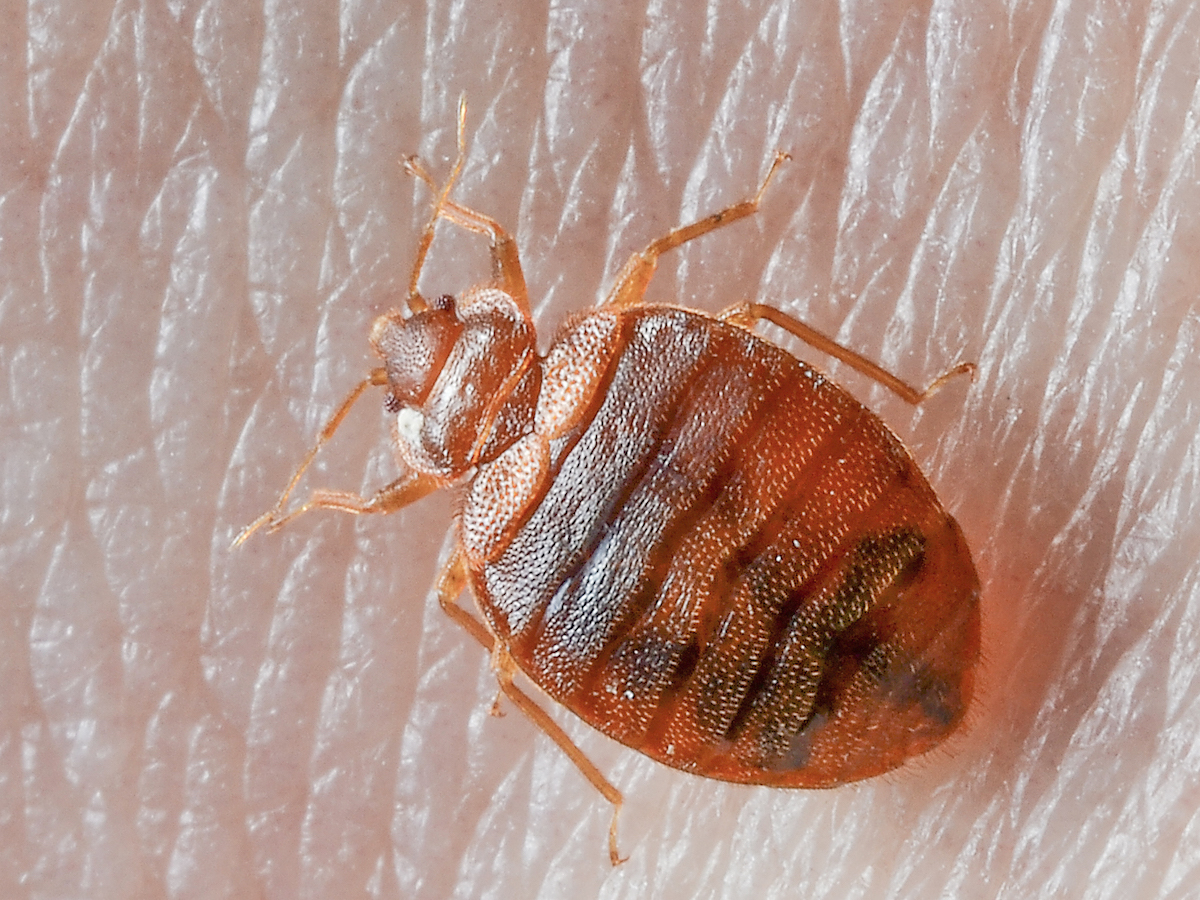 How to Get Rid of Bedbugs: A Step-by-Step Guide