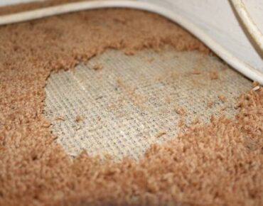carpet moths treatment