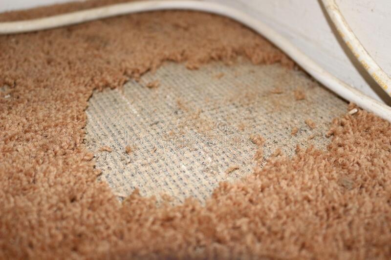 Carpet Moth Spray & Treatment