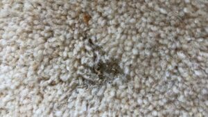 carpet moth problem