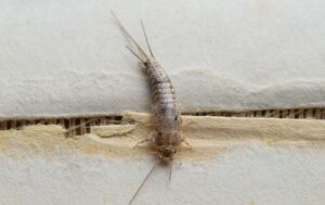 silverfish control london