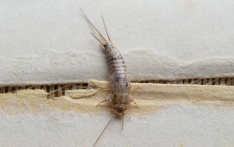 What silverfish are and how to get rid of them