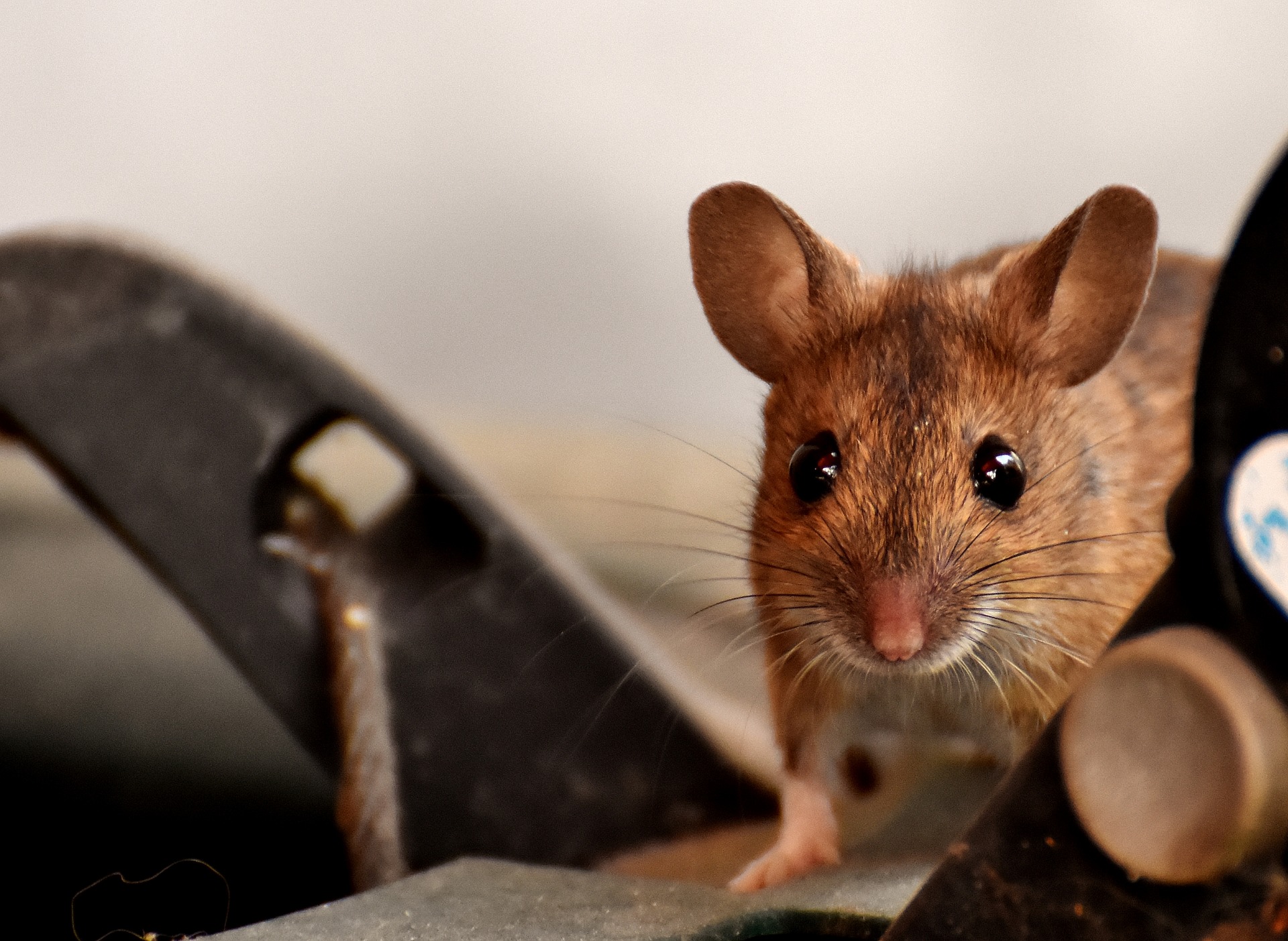 The 13 Best Ways to Help Get Rid of Mice