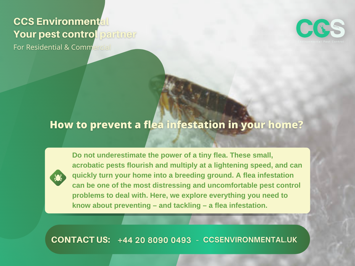 How to prevent a flea infestation in your home?