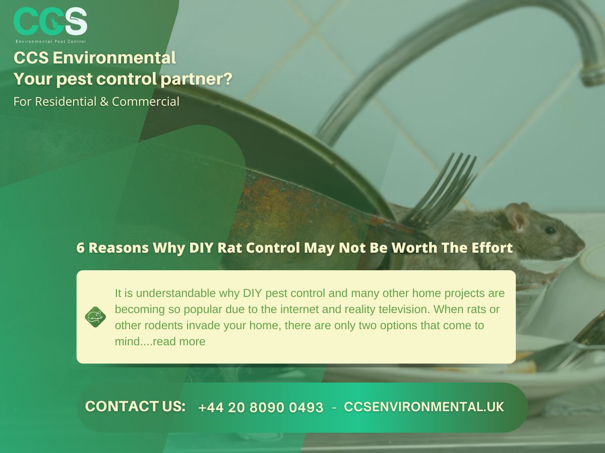 6 Reasons Why DIY Rat Control May Not Be Worth The Effort