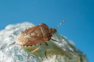 How to Identify Bedbugs