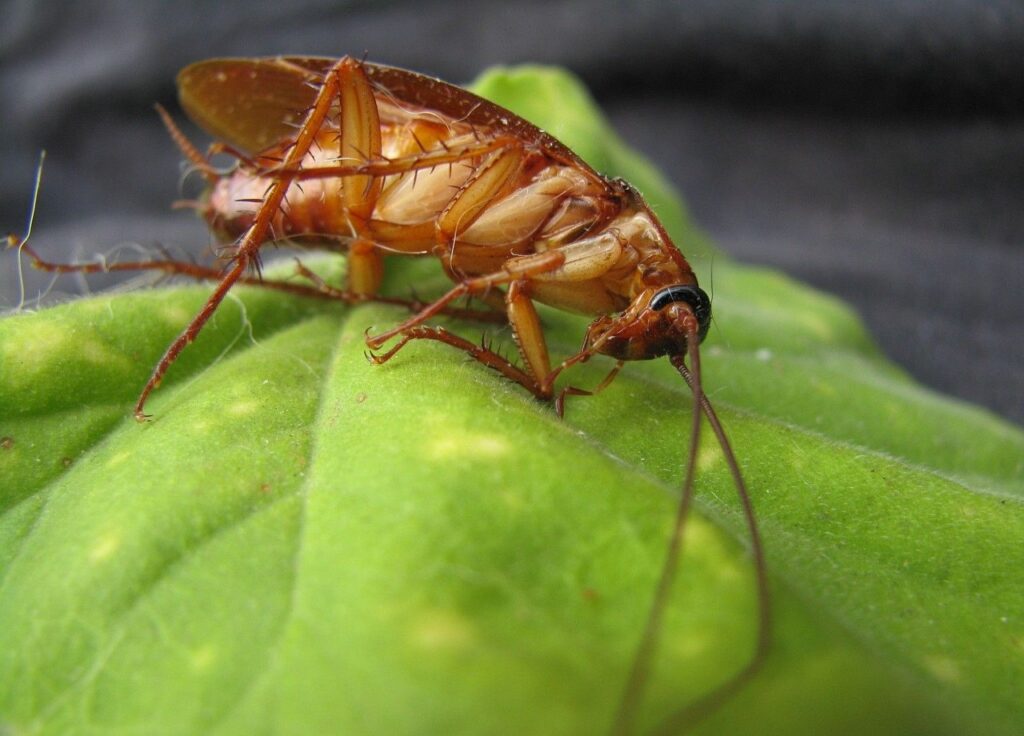 pest control for cockroaches