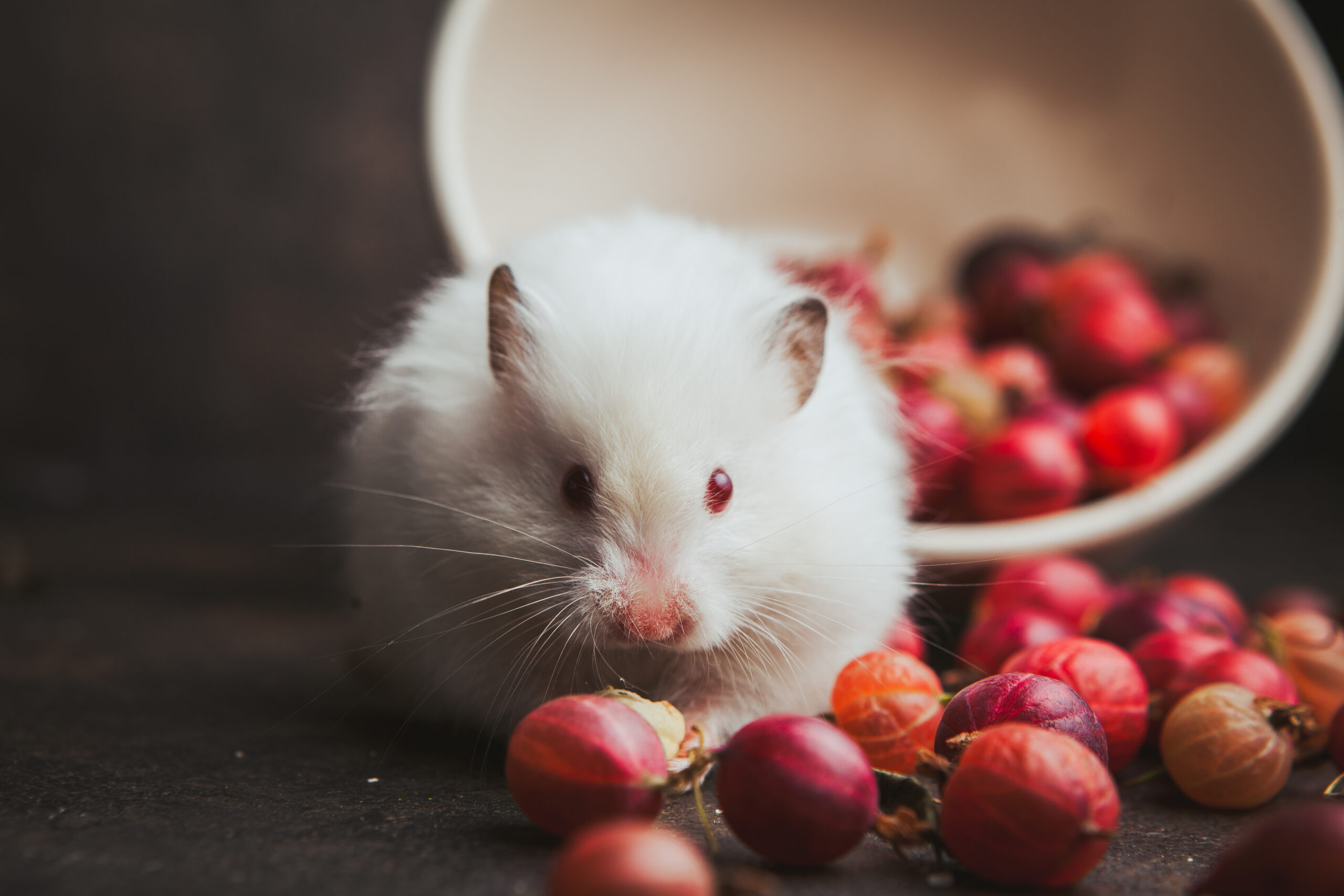 Effective Pest Control for Mice: Keep Your Property Rodent-Free