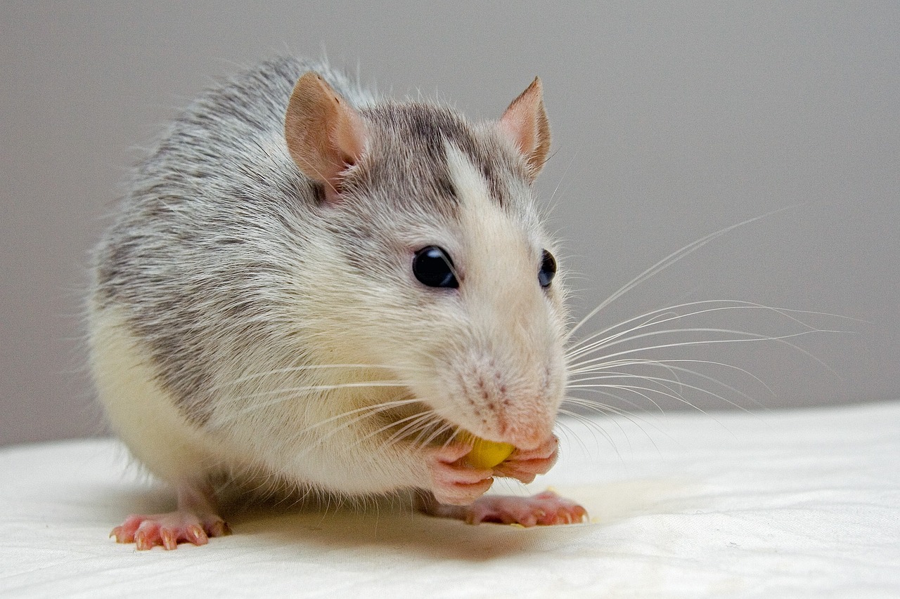 The Essential Guide to Rat Poison: Understanding, Using, and Safely Handling Rodent Control