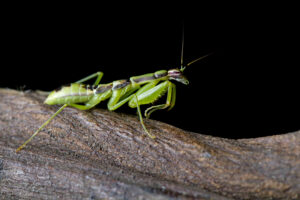 best thing to get rid of flying ants 