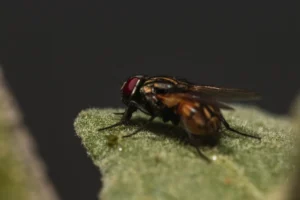 how to get rid of flying ants in wall cavity
