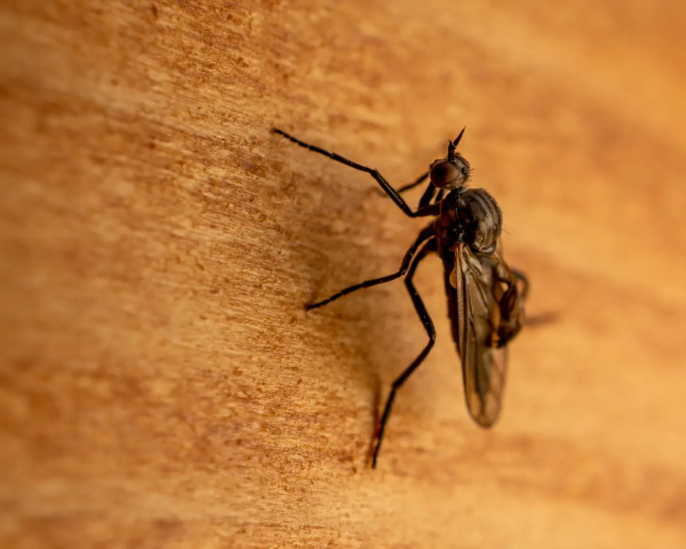 how to get rid of flies in the house quickly