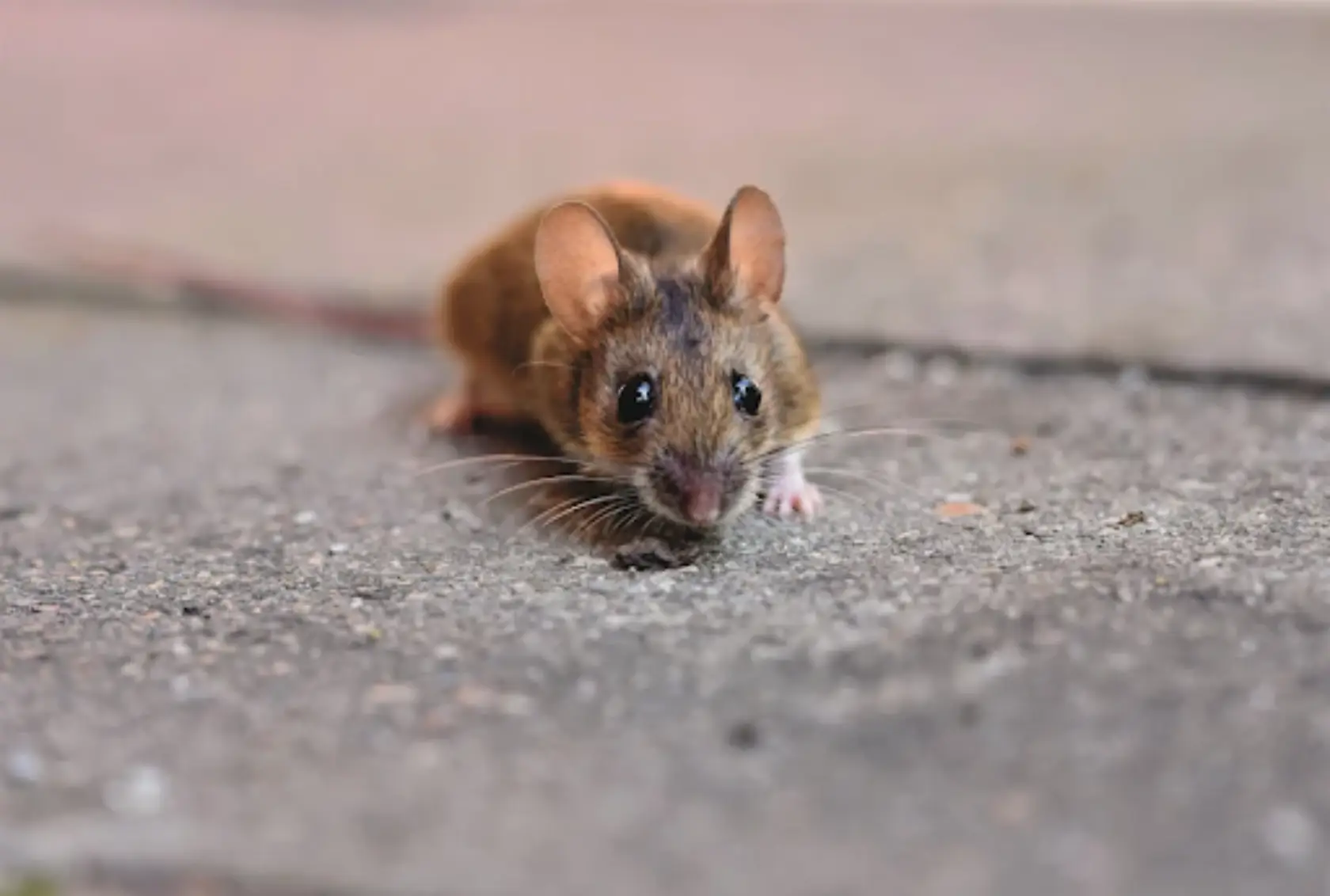 The 4 popular species of mice in the UK