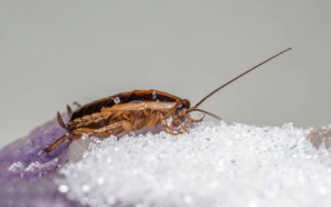 are cockroaches in the uk 