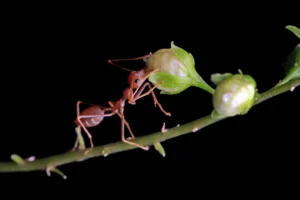 how to get rid of flying ants