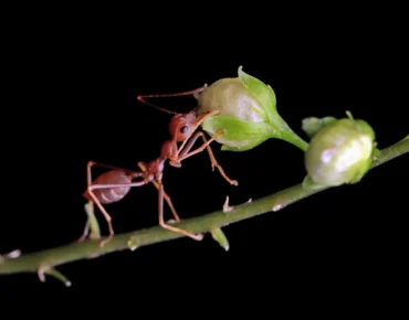 how to get rid of flying ants