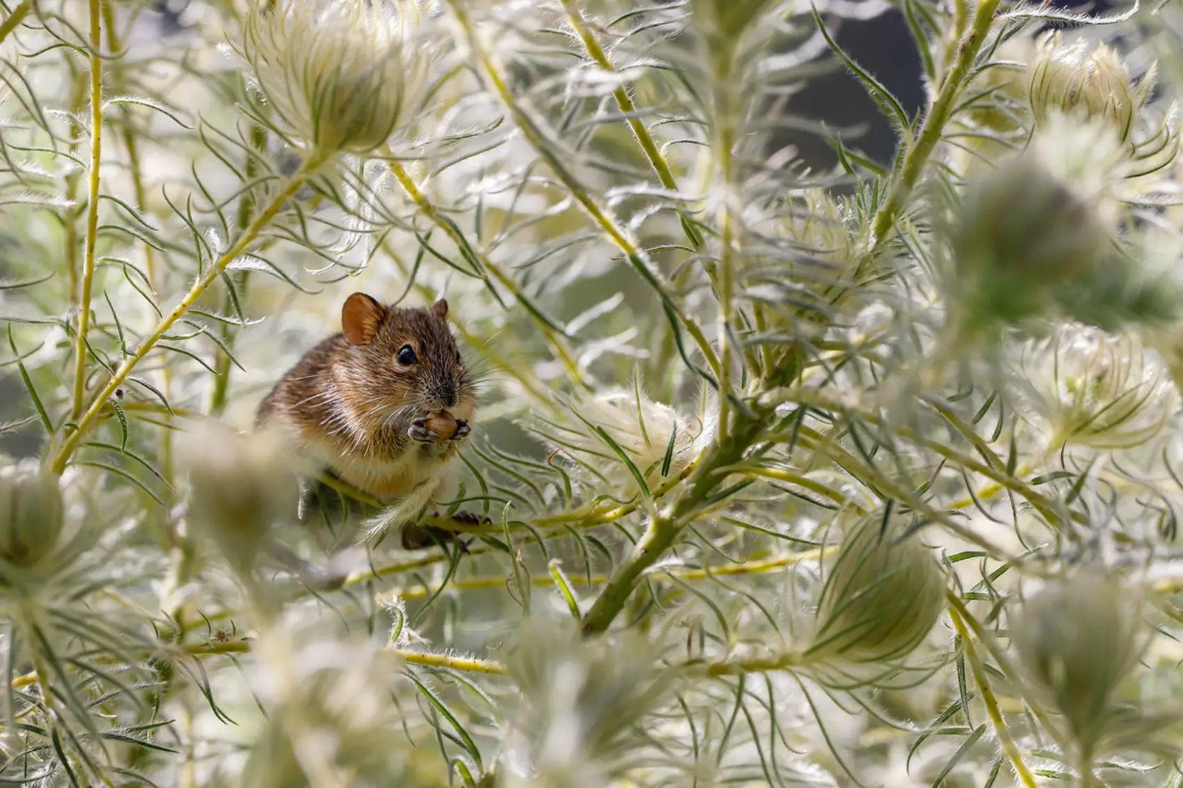 How Long Do Rats Live? Life Expectancy of A House Rat