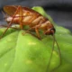 do cockroaches live in the uk