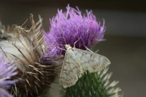 how to get rid of moth larvae in carpet