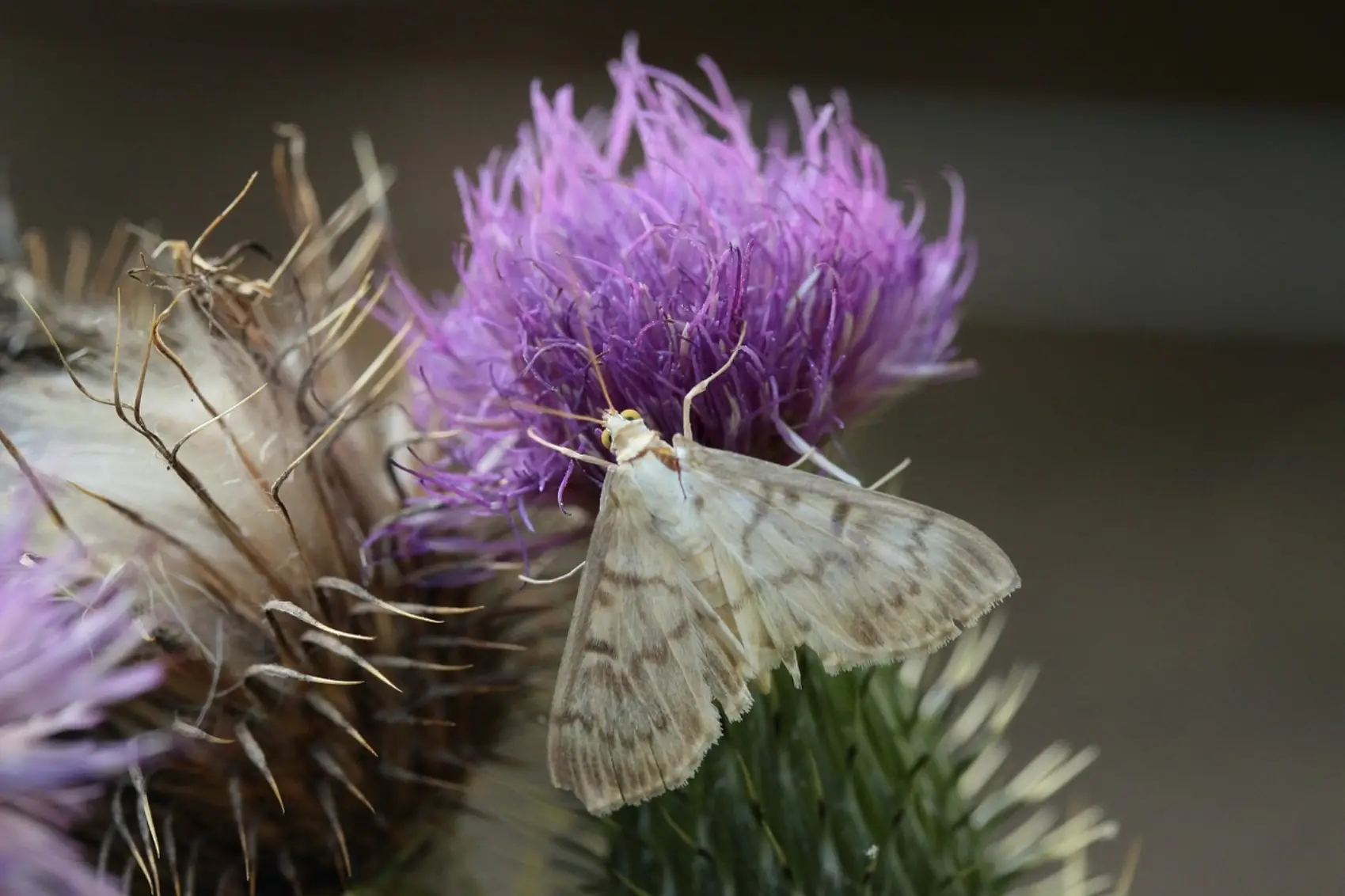 Signs of Carpet Moths & How to Get Rid of Moth Larvae in Carpet? 