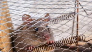 how to get rid of rats at home 