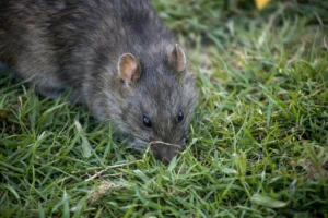 how to get rid of rats at home
