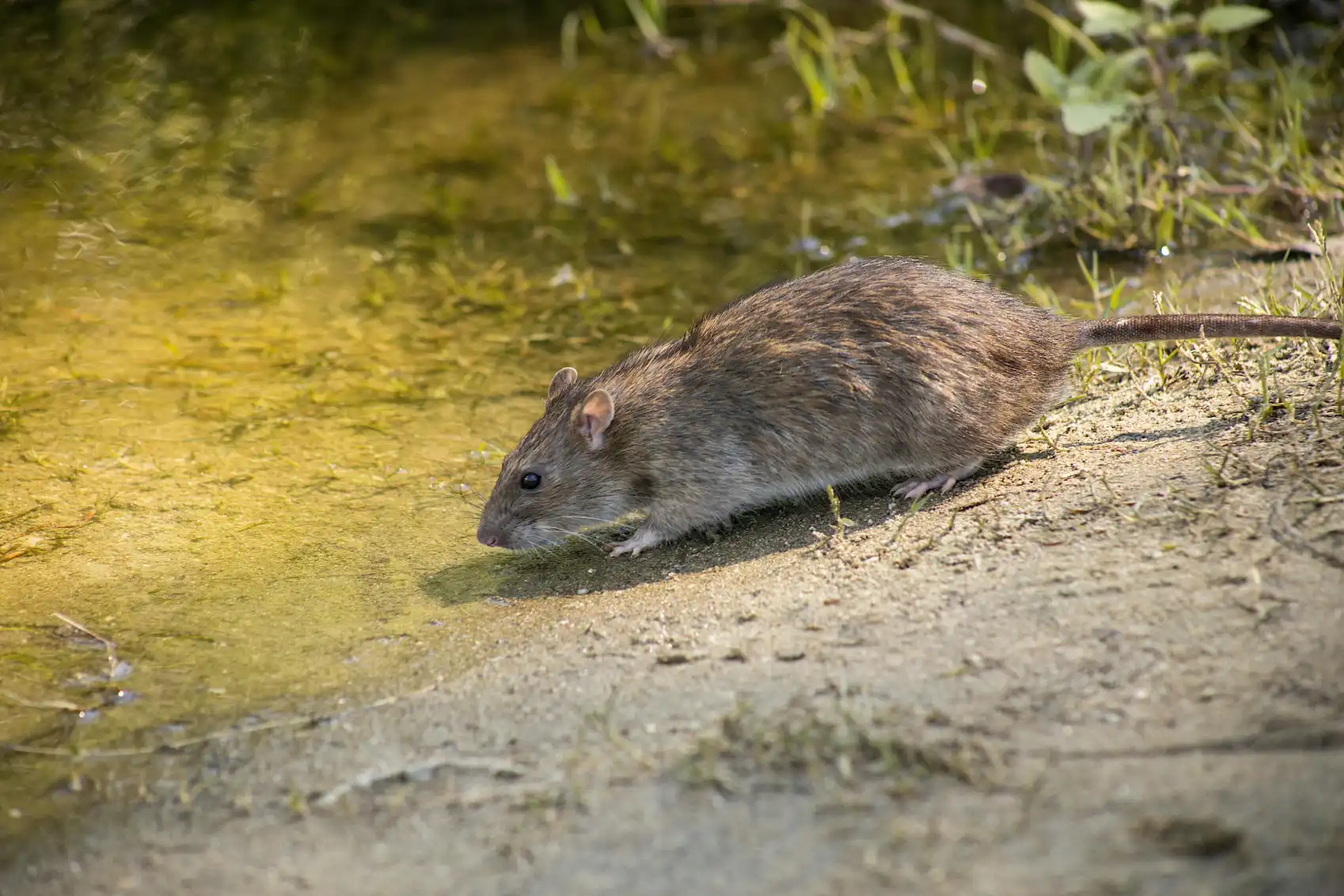 Can Rats Climb Walls?