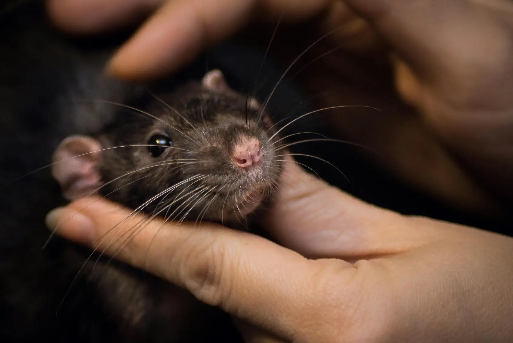 How to Get Rid of Rats